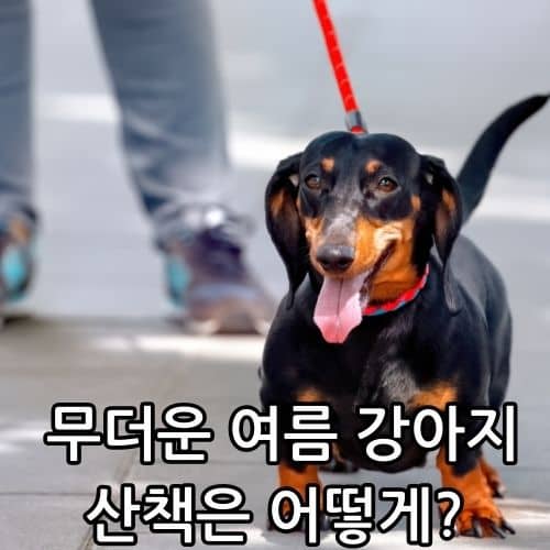 강아지 여름철 산책 온도