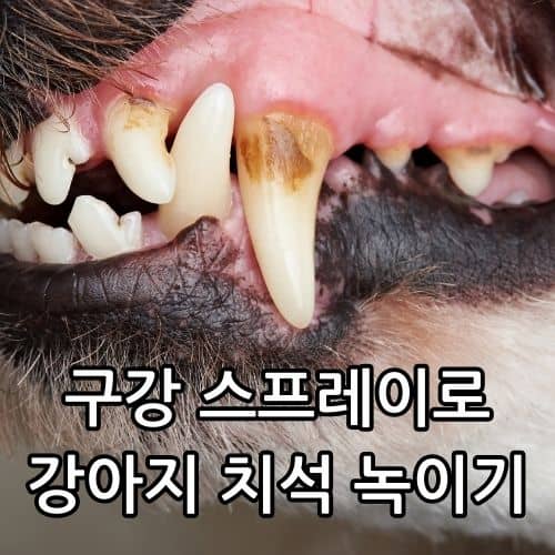 강아지 치석 녹이기