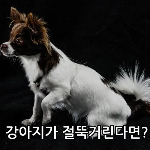 강아지 앞다리 절뚝이는 사진