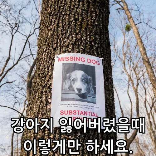 강아지 잃어버렸을때 관련 썸네일