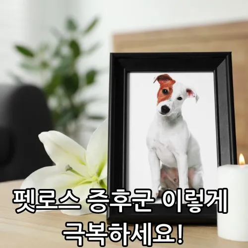 펫로스 증후군 극복 관련 썸네일