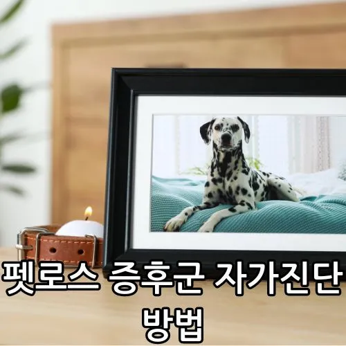 펫로스 증후군 자가진단 관련 강아지 영정사진